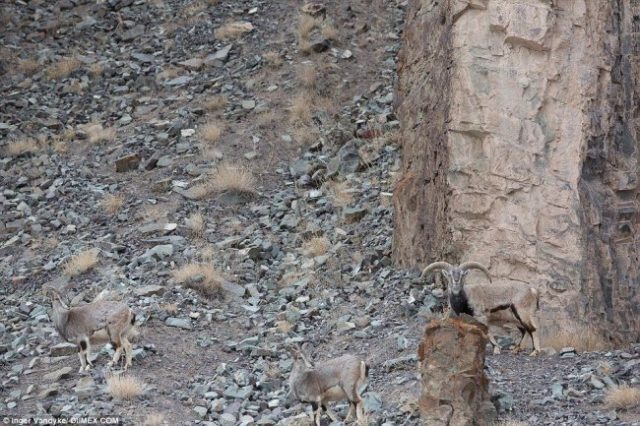 Dokážete na této fotce najít do 30 sekund leoparda?