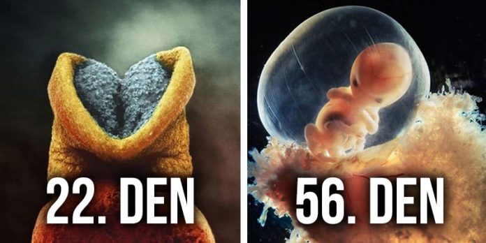 Jak vzniká lidský život? Takhle to vypadá. Je to úchvatné.