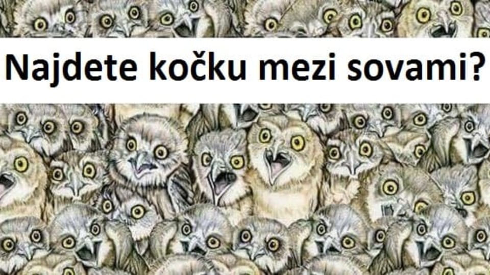 Jen ti nejpozornější dokáží najít na tomto obrázku kočku. Zvládnete to?