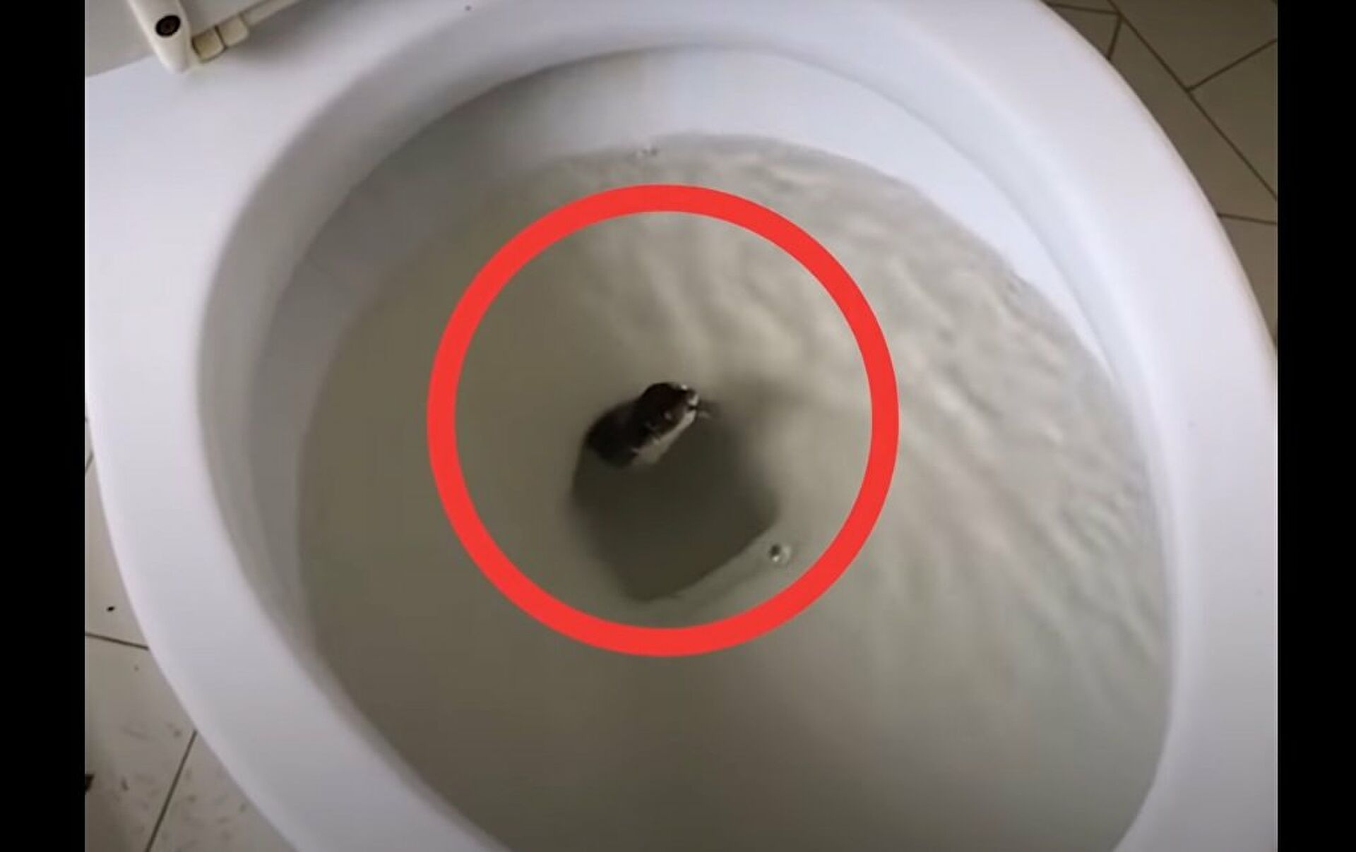 Rodinu překvapil jedovatý had na toaletě. Pak ale následovalo ještě něco horšího.