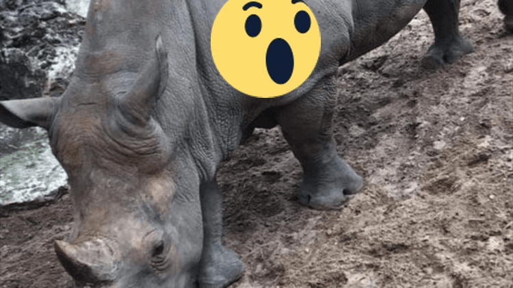 Neskutečné. Návštěvníci ZOO vyrývali svá jména na nosorožce. Tohle Vás dostane.