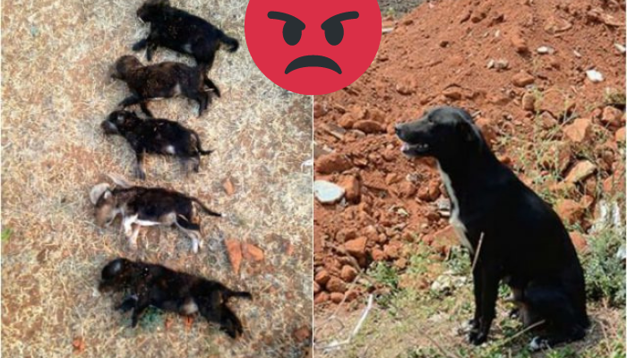 Paní usmrtila osm štěňat před jejich matkou, aby naučila psa opravdu brutální lekci!