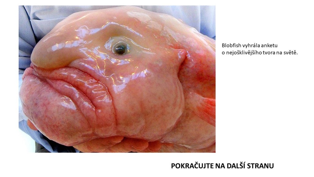 Blobfish