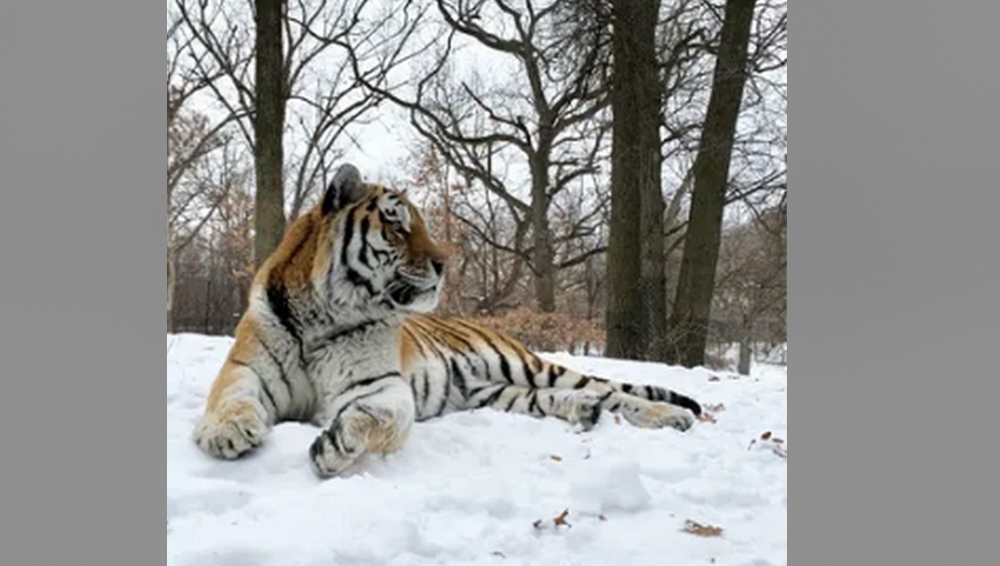 V minnesotské zoo zemřel český tygr se jménem „Putin“. Bylo mu 12 let.