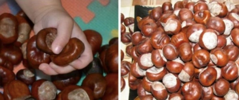 Víte proč babičky nosily v kapsách vždy hrst kaštanů? Lidé to úplně zapomněli dělat..