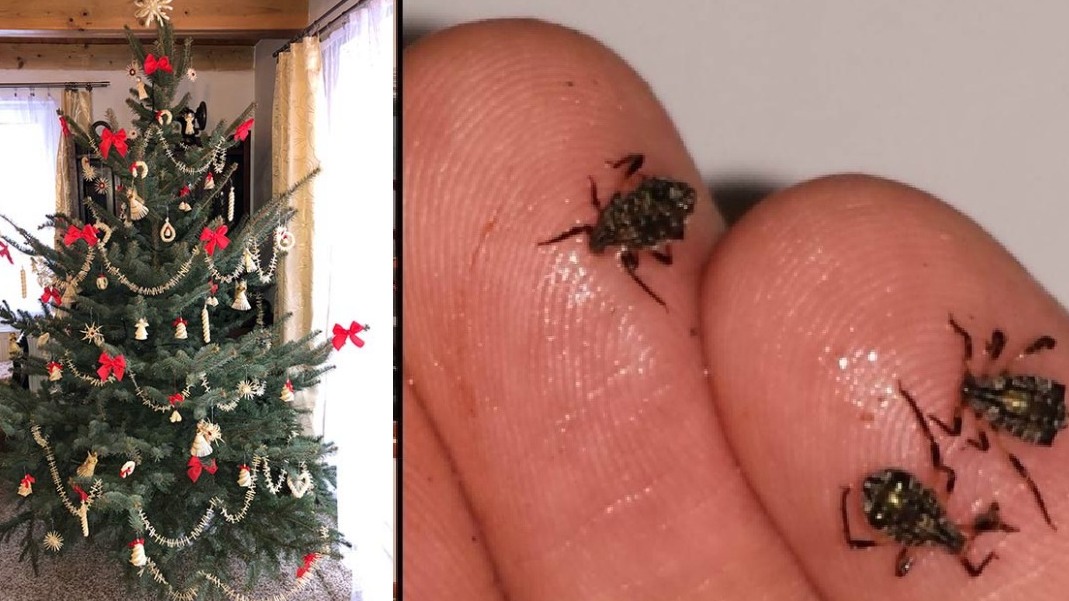 Ukrytí červy ve vánoční stromku? Má je tam většina lidí. Jak se jich zbavit?