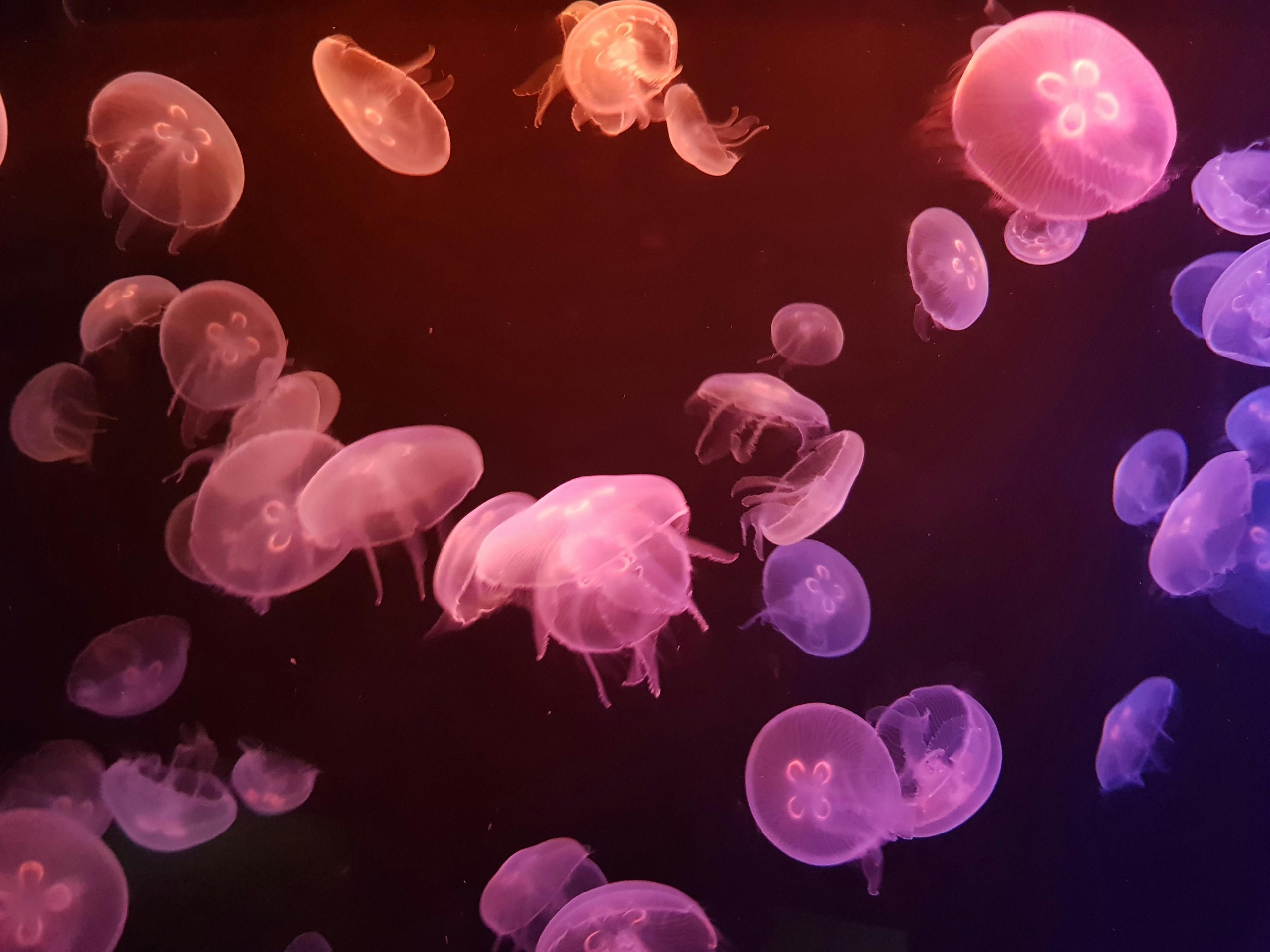 Bioluminescence: Zářící divy přírody