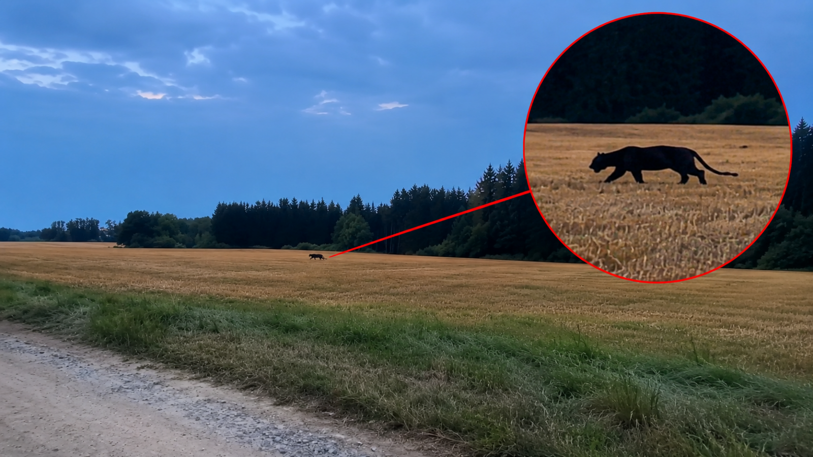 Lidé mají strach chodit ven. Nové záběry černého pantera vyvolaly velký strach.